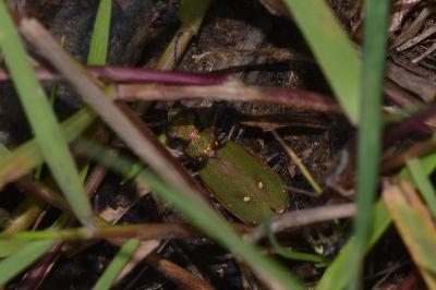 Cicindela campestris