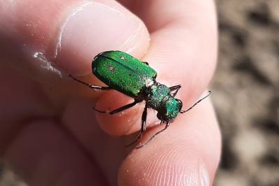 Cicindela campestris