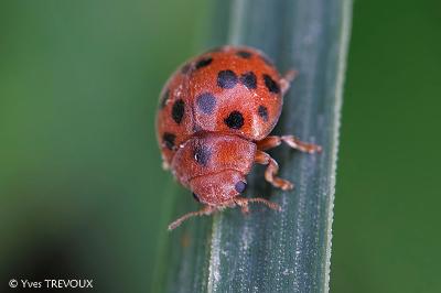 Subcoccinella vigintiquatuorpunctata