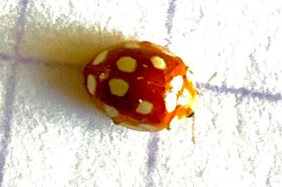 Vibidia duodecimguttata