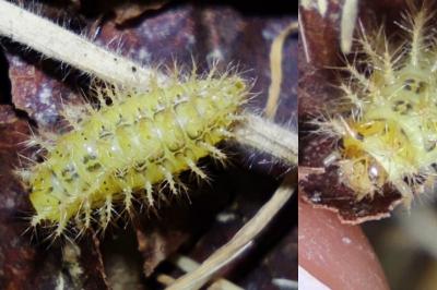 Subcoccinella vigintiquatuorpunctata