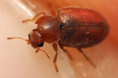 Coccidula rufa