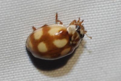 Adalia decempunctata