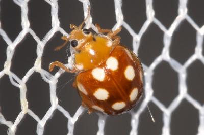 Vibidia duodecimguttata