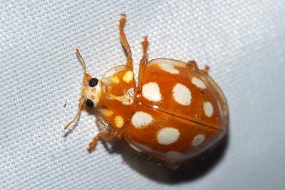 Halyzia sedecimguttata