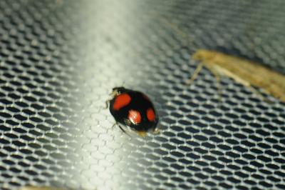 Harmonia axyridis