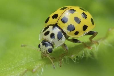 Psyllobora vigintiduopunctata