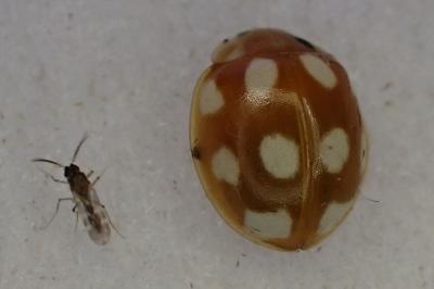 Calvia decemguttata