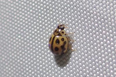 Tytthaspis sedecimpunctata