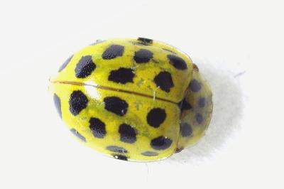 <i>Psyllobora vigintiduopunctata</i>