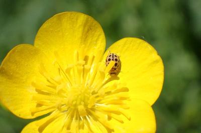 <i>Tytthaspis sedecimpunctata</i>