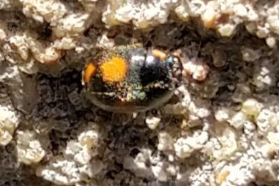 <i>Platynaspis luteorubra</i>