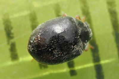 <i>Scymnus rubromaculatus</i>