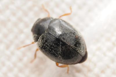 <i>Scymnus rubromaculatus</i>