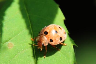 <i>Henosepilachna argus</i>