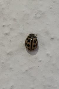 <i>Tytthaspis sedecimpunctata</i>