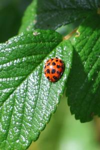 <i>Harmonia axyridis</i>