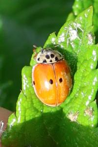 <i>Adalia decempunctata</i>