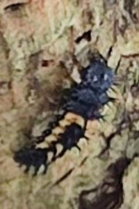 <i>Harmonia axyridis</i>