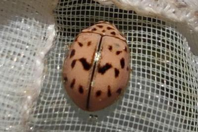 <i>Oenopia doublieri</i>