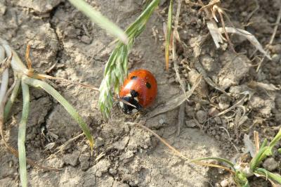 <i>Coccinella septempunctata</i>