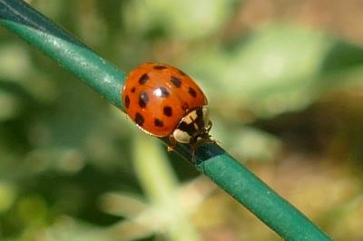 <i>Harmonia axyridis</i>