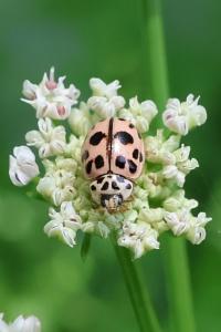 <i>Oenopia conglobata</i>