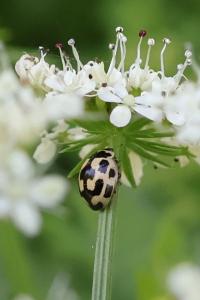 <i>Propylea quatuordecimpunctata</i>
