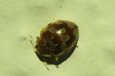 <i>Myrrha octodecimguttata</i>