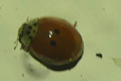 <i>Harmonia axyridis</i>