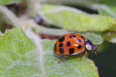 <i>Harmonia axyridis</i>