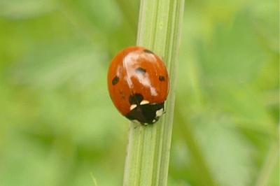 <i>Coccinella septempunctata</i>