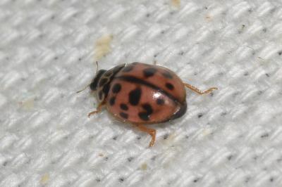 <i>Oenopia conglobata</i>