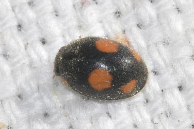 <i>Platynaspis luteorubra</i>