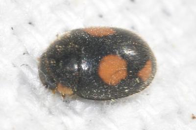 <i>Platynaspis luteorubra</i>