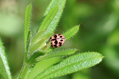 <i>Oenopia conglobata</i>