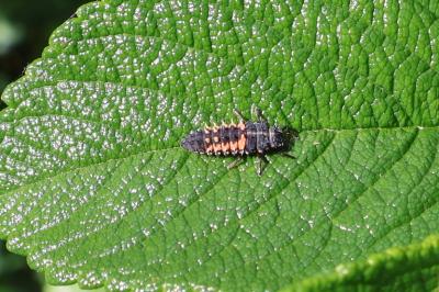 <i>Harmonia axyridis</i>