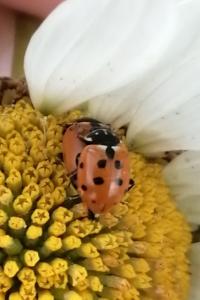 <i>Hippodamia variegata</i>