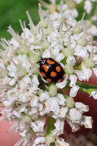 <i>Adalia decempunctata</i>