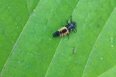 <i>Harmonia axyridis</i>