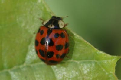 <i>Harmonia axyridis</i>