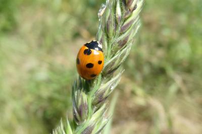 <i>Coccinella septempunctata</i>