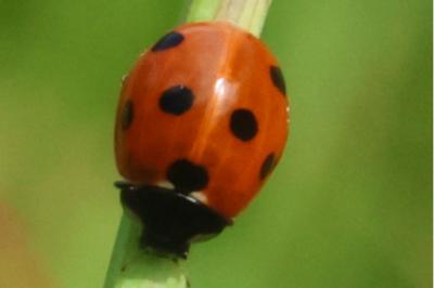 <i>Coccinella septempunctata</i>