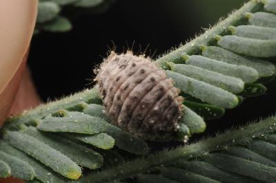 <i>Novius cardinalis</i>