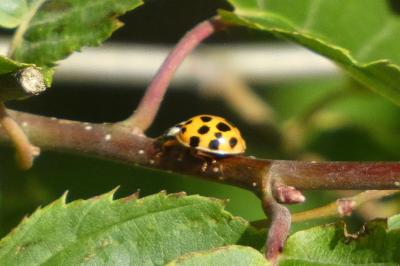 <i>Harmonia axyridis</i>