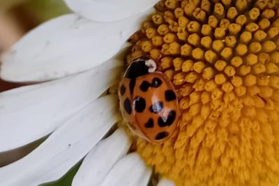 <i>Harmonia axyridis</i>