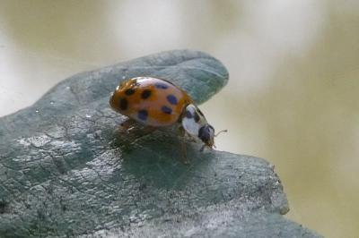 <i>Harmonia quadripunctata</i>
