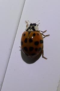 <i>Harmonia axyridis</i>