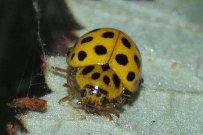 <i>Psyllobora vigintiduopunctata</i>