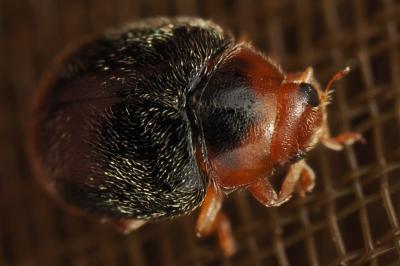 <i>Scymnus ferrugatus</i>